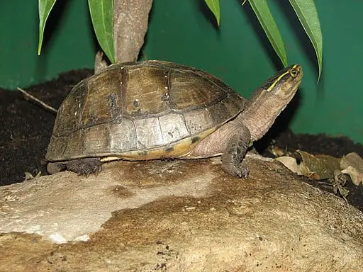 Malayan-box-turtle-Cuora-amboinensis