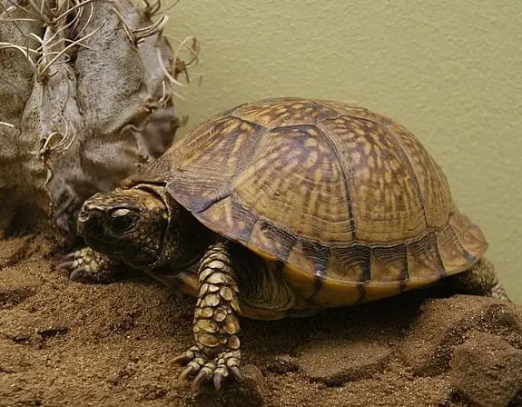 Photo-of-a-mexican-box-turtle