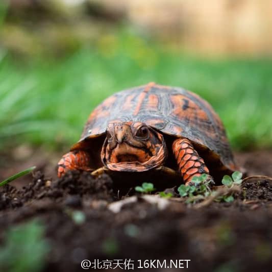 Red-box-turtle-in-garden-Kopie