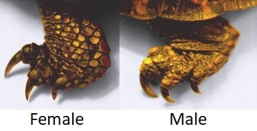 The-foot-of-a-female-and-male-three-toed-box-turtle The-foot-of-a-female-and-male-three-toed-box-turtle