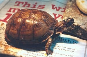 Three-toed-box-turtle