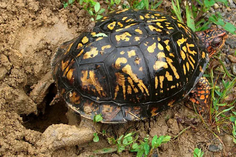 Western-Ornate-box-turtle-laying-eggs