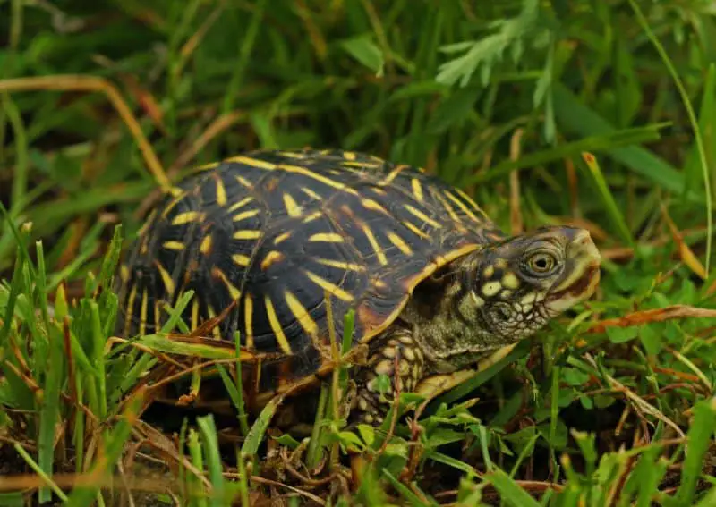 Western-ornate-box-turtle-in-grass Western-ornate-box-turtle-in-grass