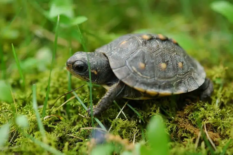 baby-box-turtle-in-the-forest