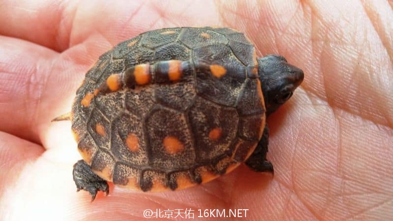 baby-box-turtle